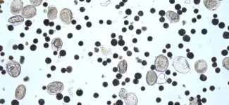 japonicum and magnetic beads